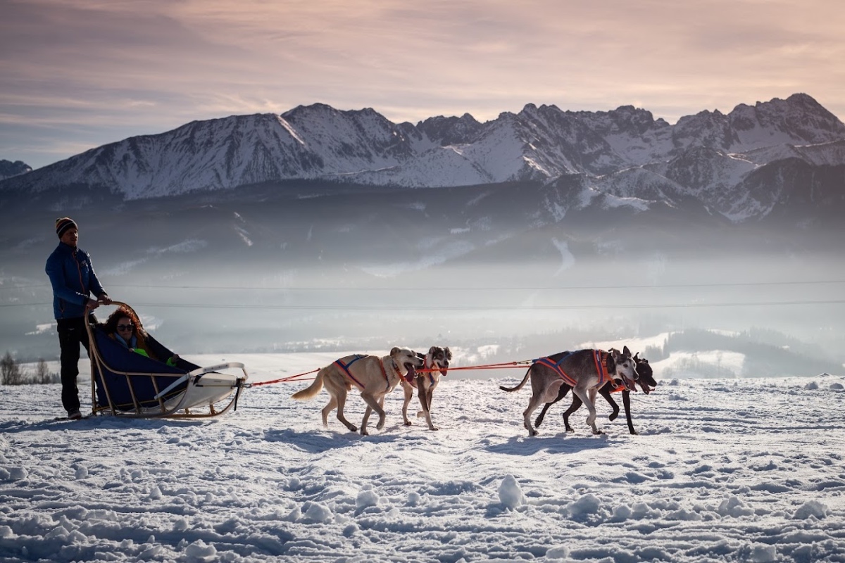Psie zaprzęgi Zakopane