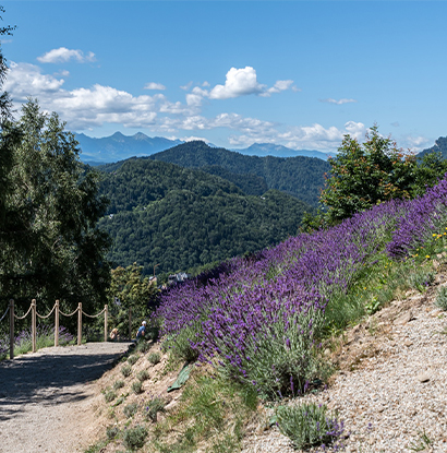 Lawendowe Wzgórze Szczawnica